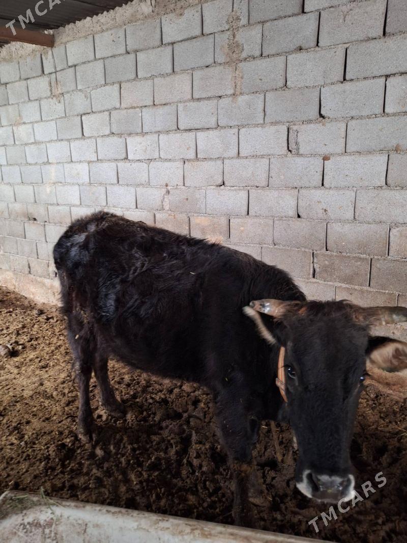 Goleli sygyr - Ашхабад - img 1