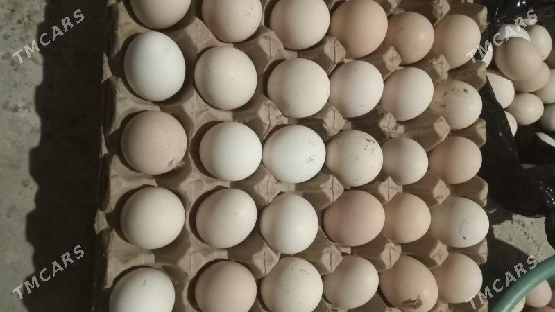 towuk Ÿumurtka - Саят - img 1