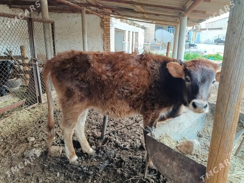 ýaş tüweler - Tejen - img 1