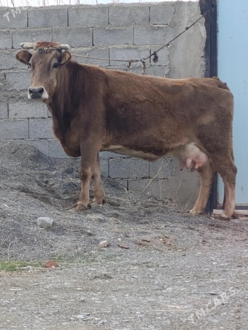 Satylýan Bogoz Sygyr - Gökdepe - img 1