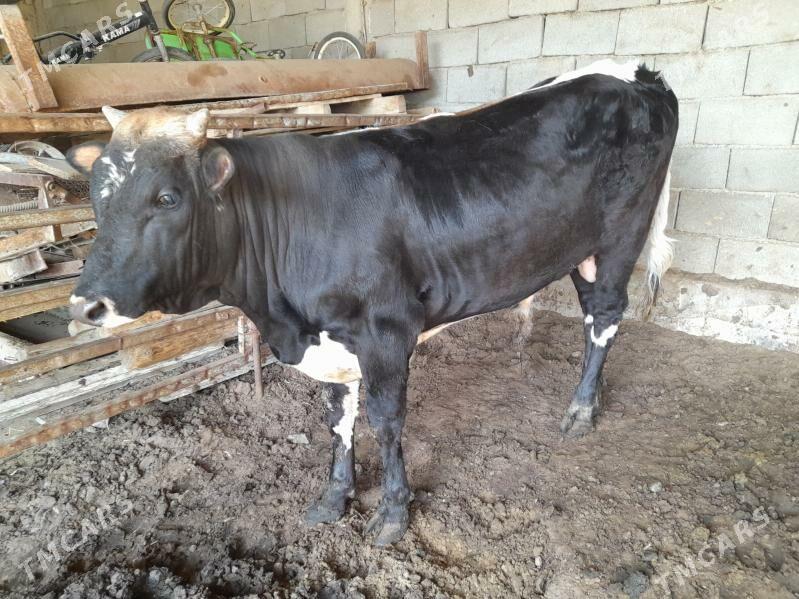 ökuz - Анев - img 1