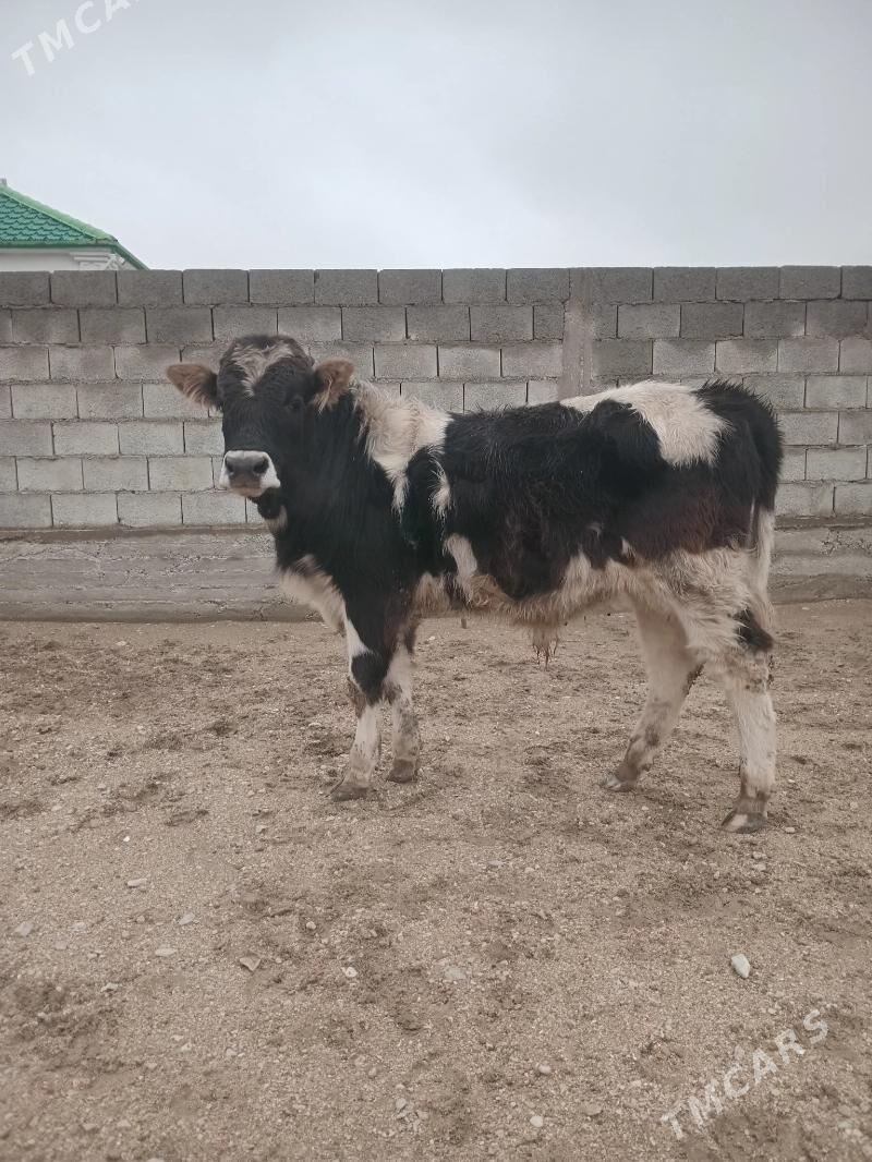 Òkiz - Балканабат - img 1