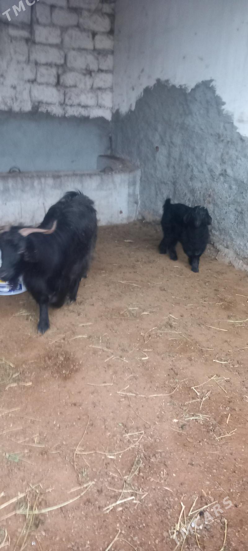 geci owlak - Ашхабад - img 1