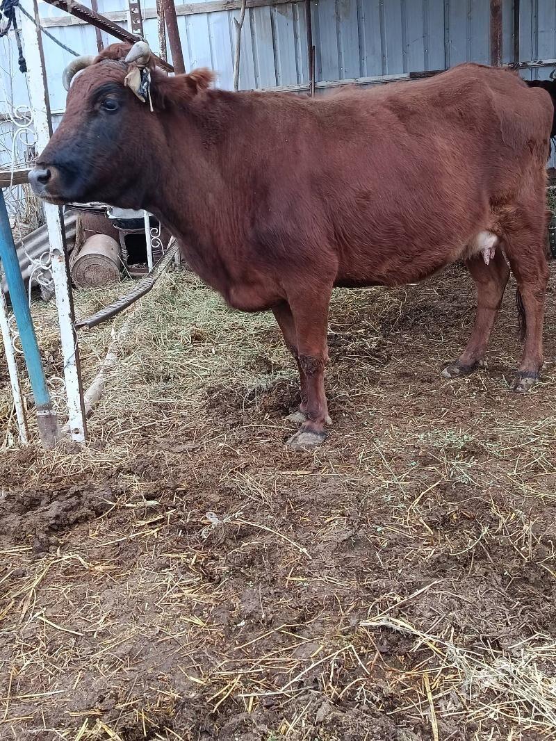 goleli sygyr - Туркменабат - img 1