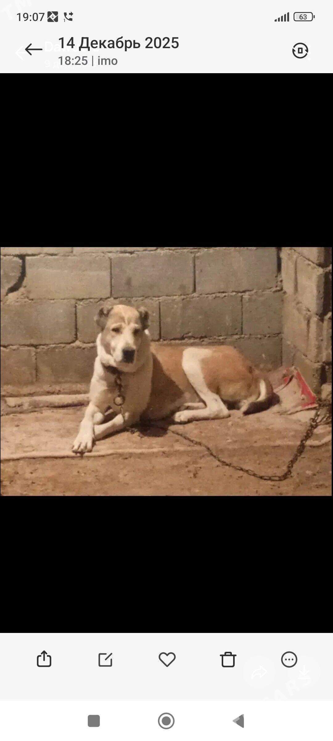 Owadan - Бузмеин - img 1