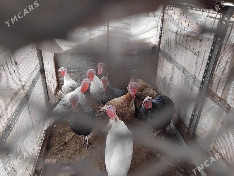 induk - Мургап - img 1