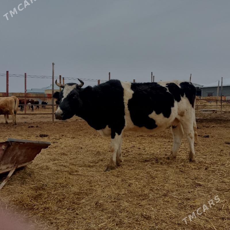 gibrit ala fermaň mal ly boga - Wekilbazar - img 1