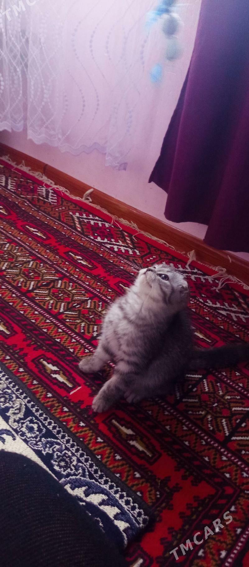 котёнок - Туркменабат - img 1