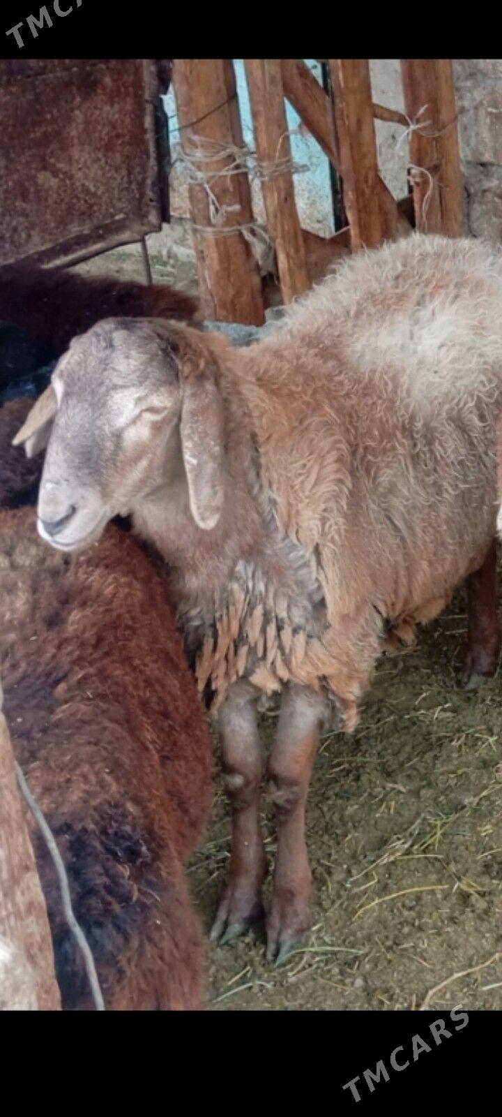 gisar goc - Ашхабад - img 1