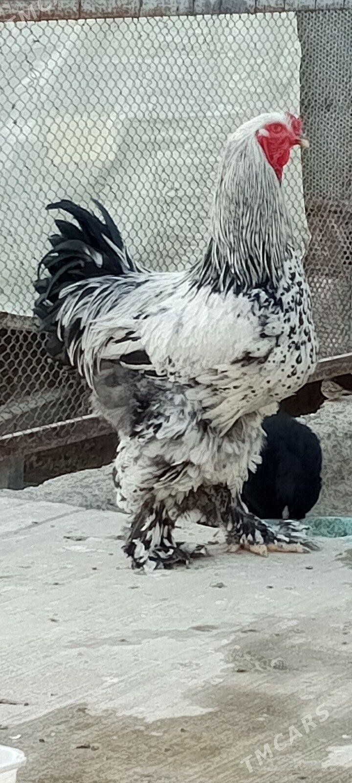 horaz - Гызыларбат - img 1