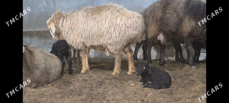 guzuly  goýun - Wekilbazar - img 1