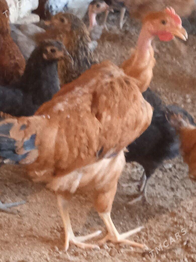 juje - Çärjew - img 1