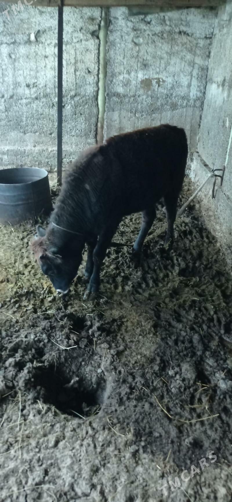 tüwe - Bagyr - img 1