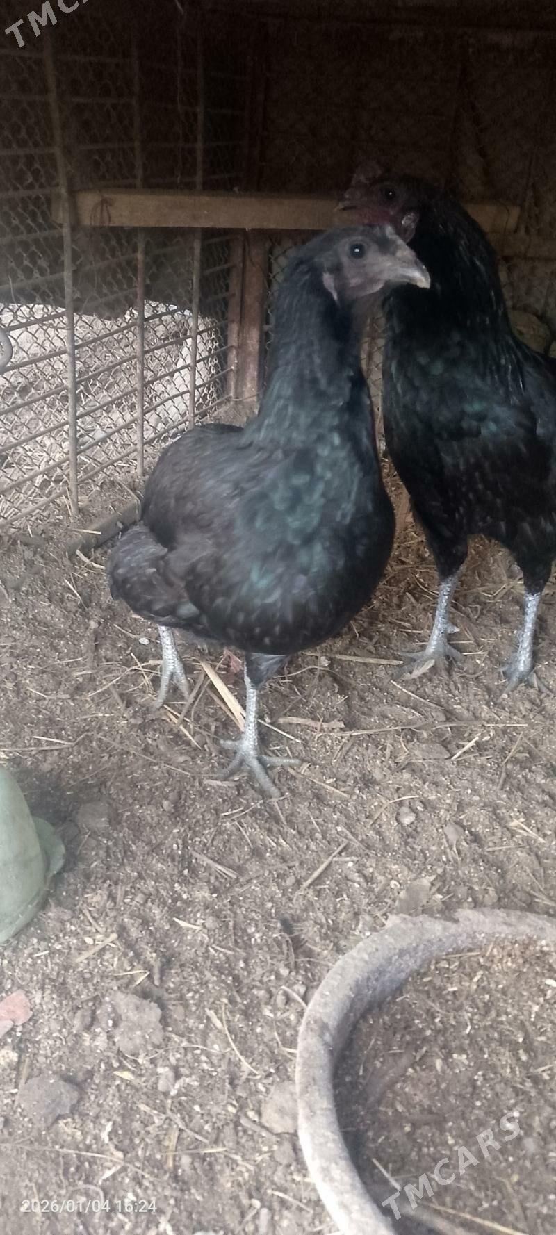 Arahuwana - Sakar - img 1