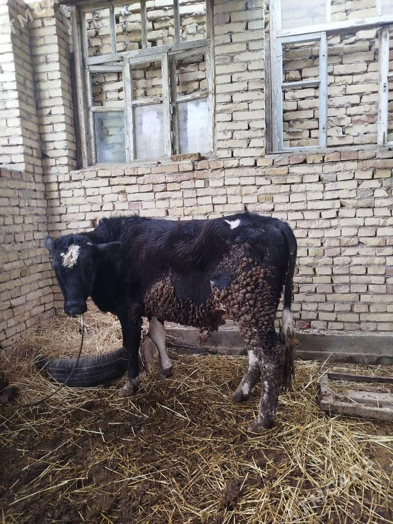 baklyk okuzler - Дянев - img 1