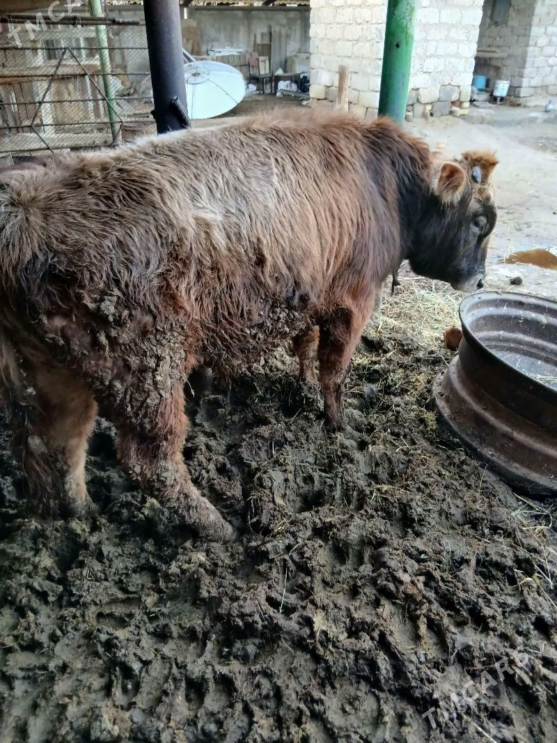 okuz - Ýaşlyk - img 1