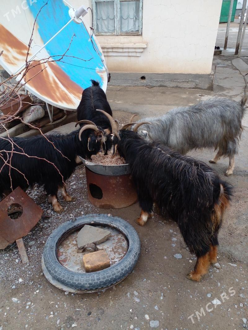 geçi - Гёкдепе - img 1
