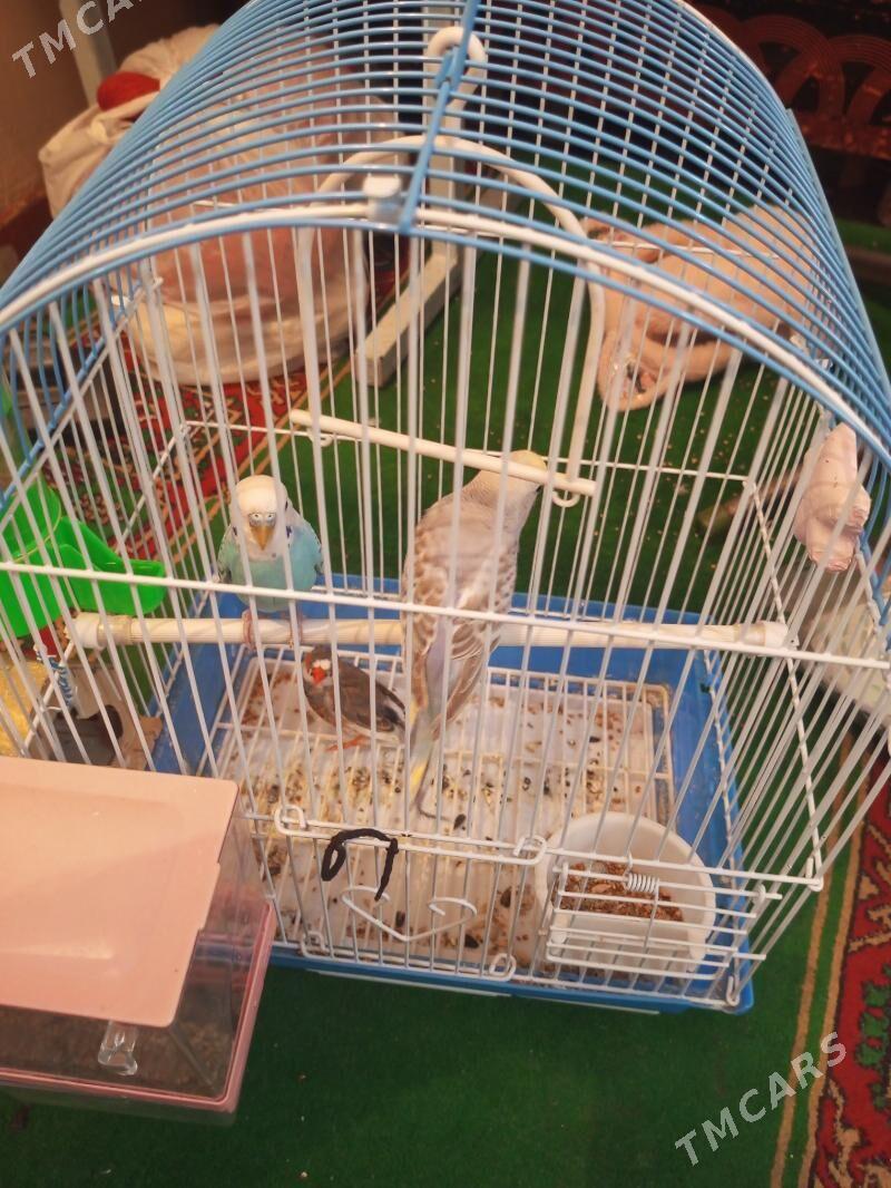 papugay - Мир 1 - img 1