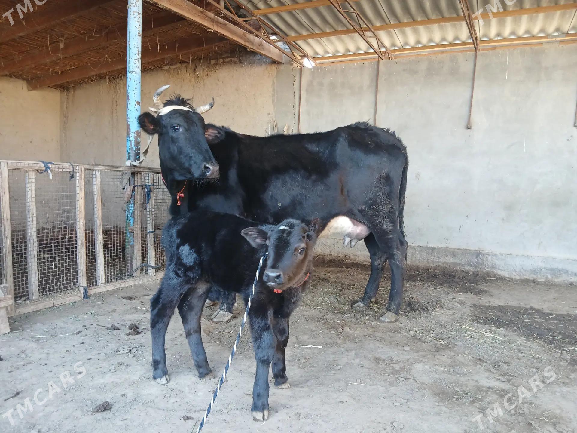 Goleli sygyr - Farap - img 1