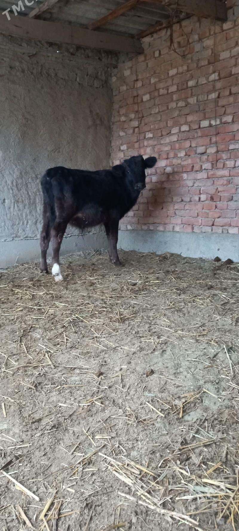 ökuz - Бахарден - img 1