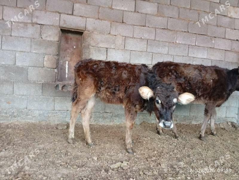 Swes tuwe - Херрикгала - img 1