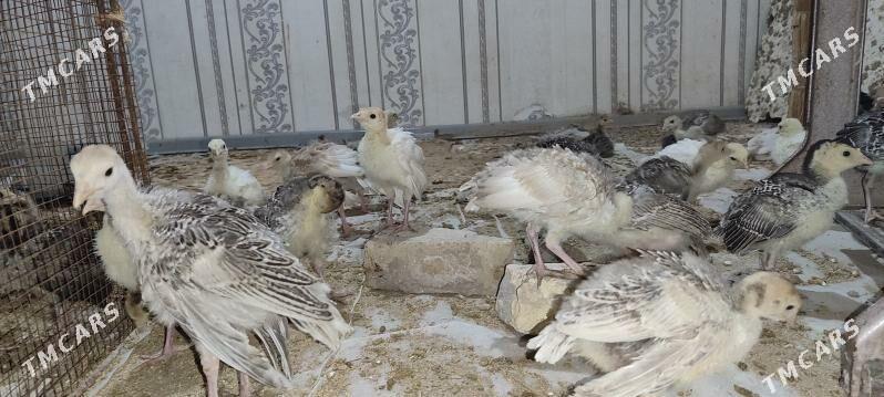 induk jüyje - Baýramaly - img 1