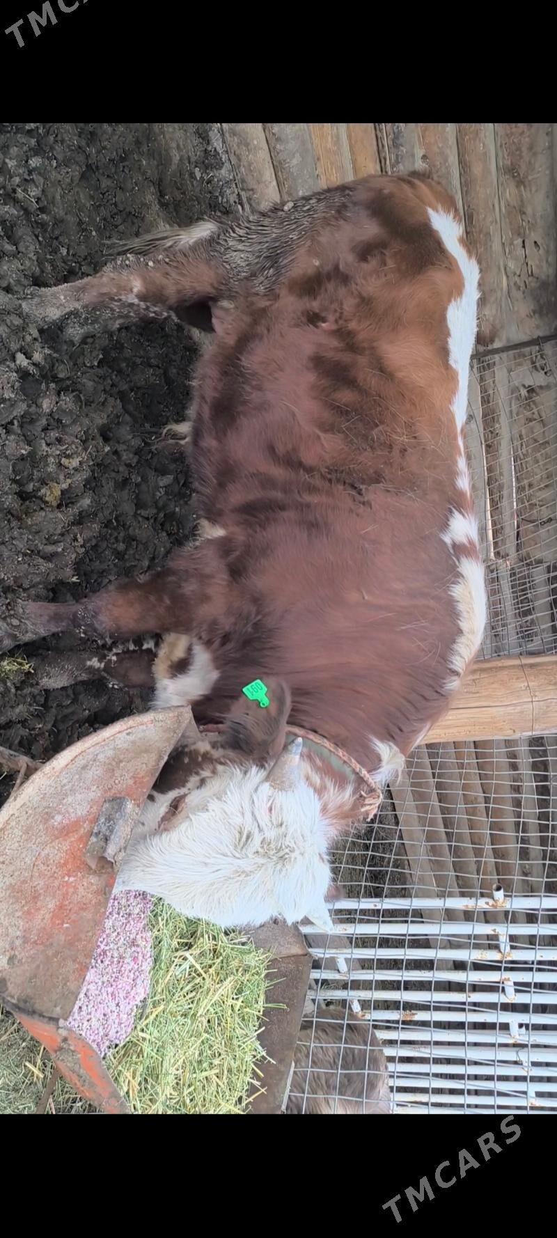 Öküz - Kaka - img 1