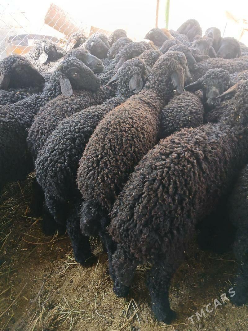 Berre - Aşgabat - img 1