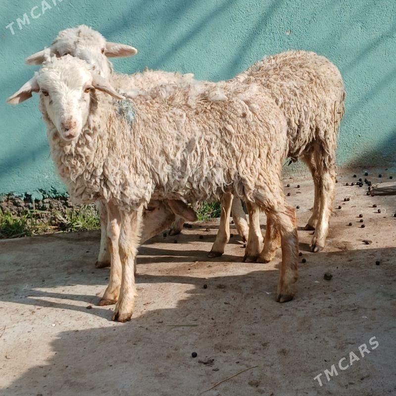 meronos - Aşgabat - img 1