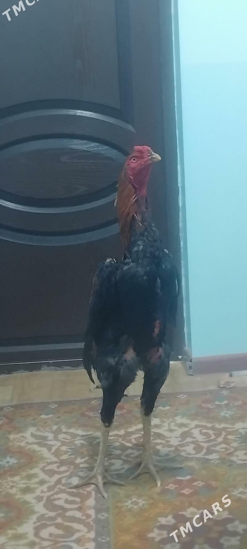 Horaz - Mary - img 1