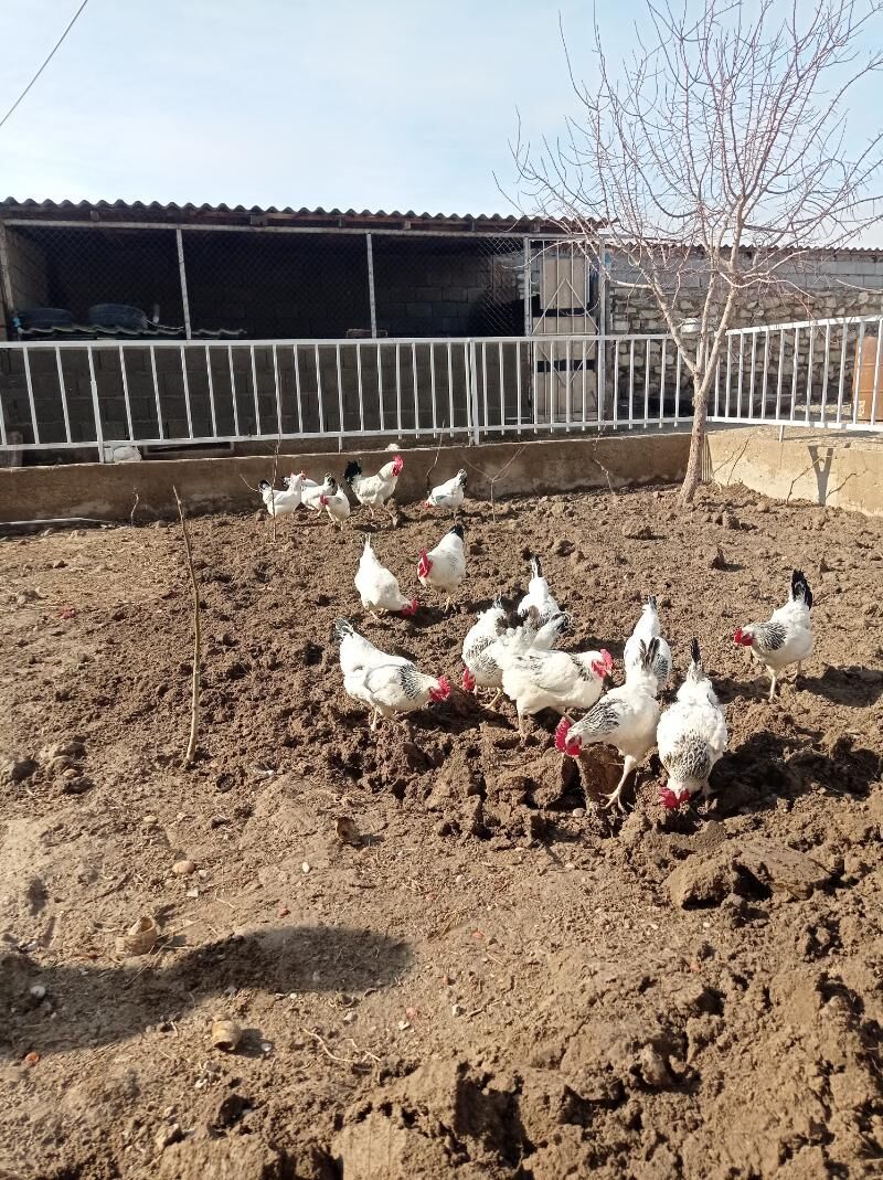 Adler, jüýje, ýumurtga - Balkanabat - img 1