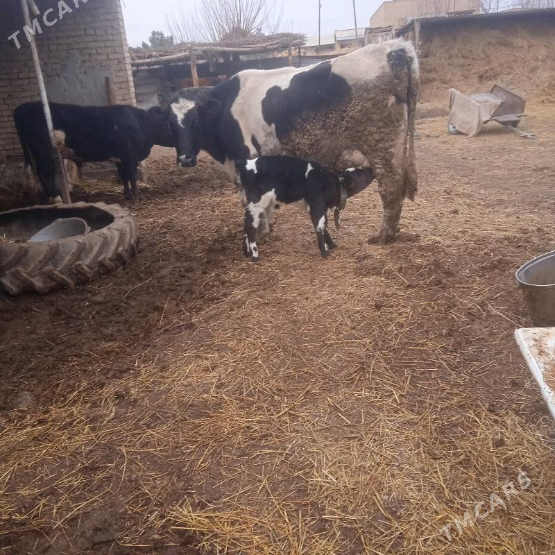 saglyk - Çärjew - img 1