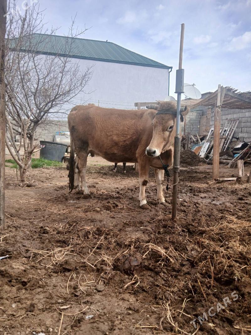 Sygyr - Çoganly - img 1