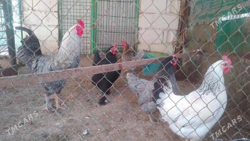 Tawuk - Balkanabat - img 1