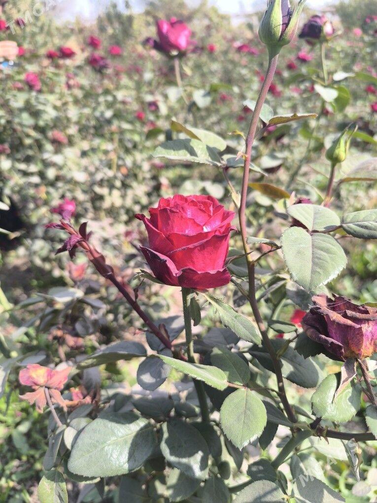 roza bagul - Wekilbazar - img 1