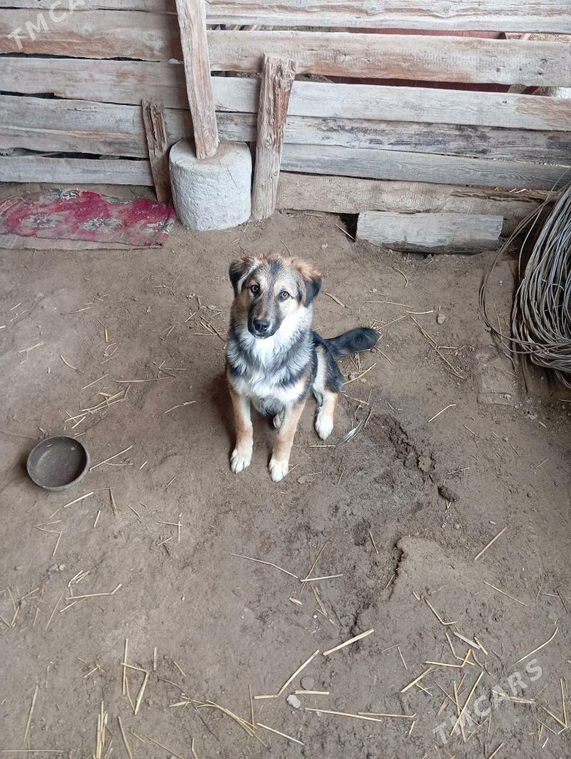 tazy - Esenguly - img 1