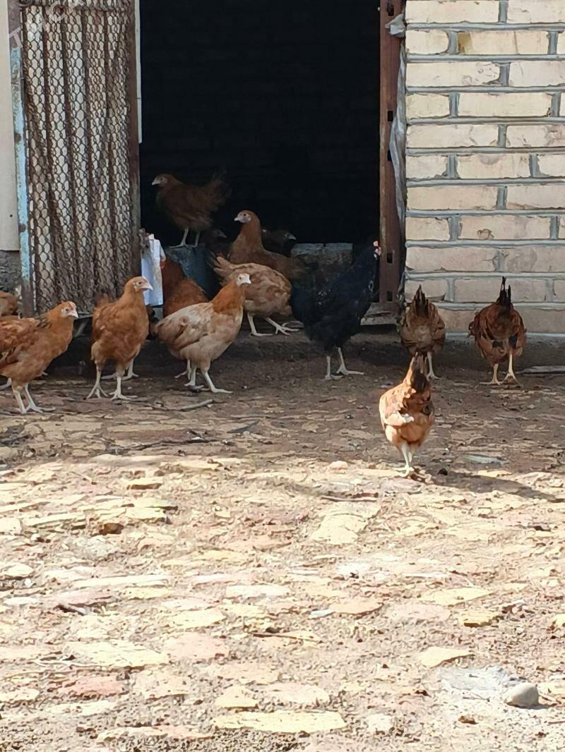 jüje - Бабадайхан - img 1