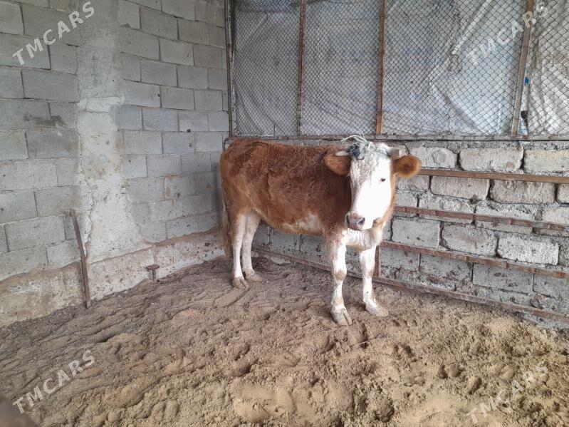 bakylan sygir - Анев - img 1