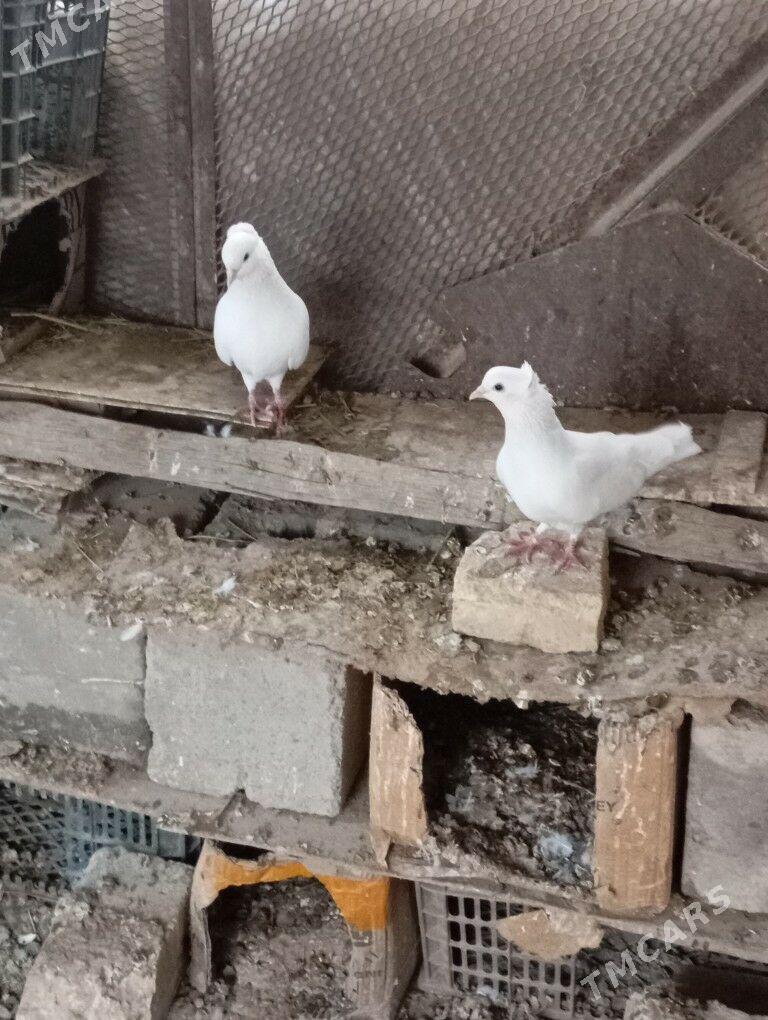 kepderi - Mary - img 1