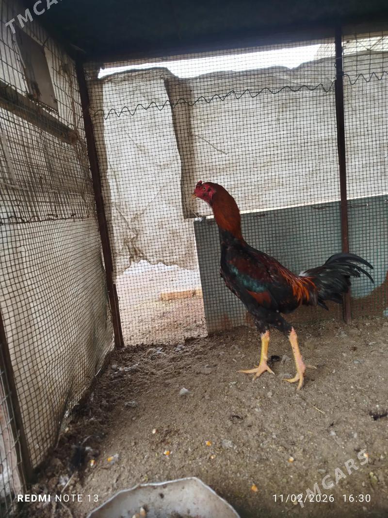 horaz - Чарджоу - img 1