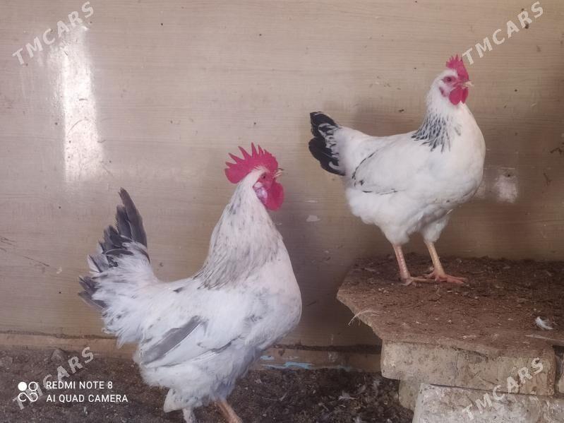 adler horoz - Балканабат - img 1