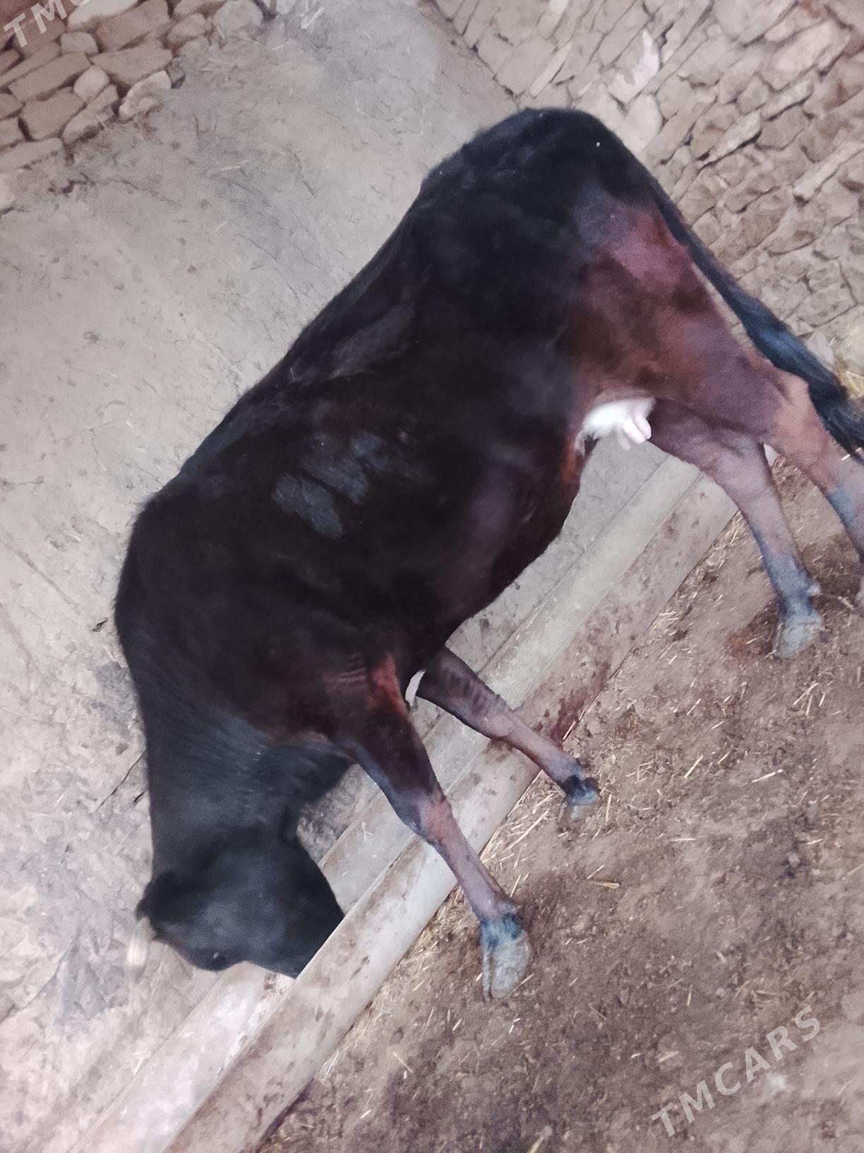 sygyr - Гызыларбат - img 1