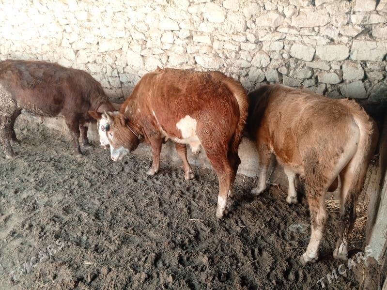 okiz bakal - Balkanabat - img 1