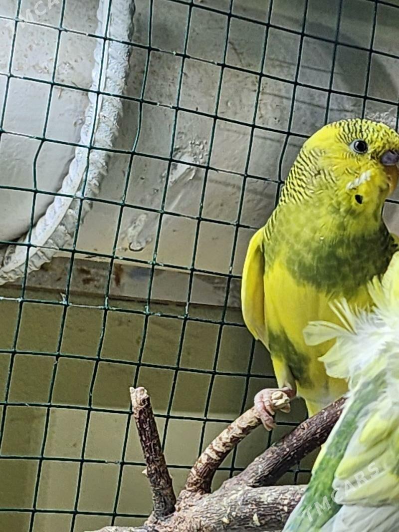 valnisty - Ашхабад - img 1