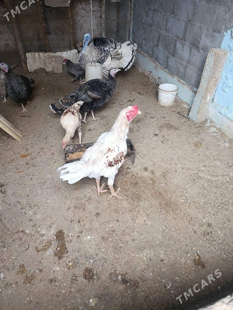 Horaz baysow - Гумдаг - img 1