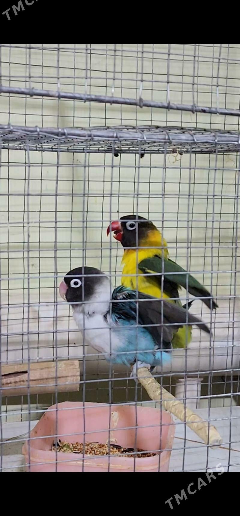 nerazlucnik - Aşgabat - img 1