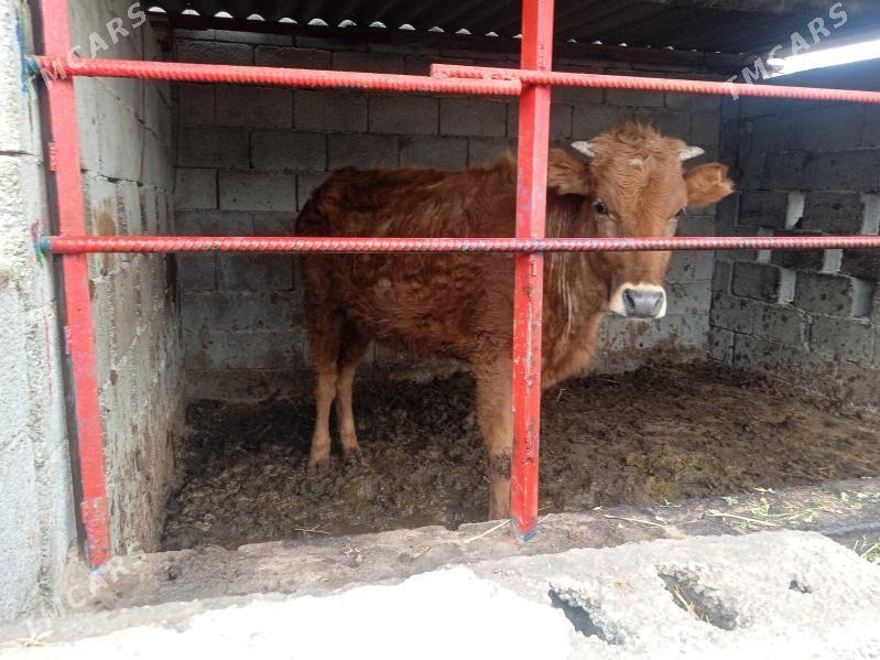 tuwe tüwe - Кипджак - img 1