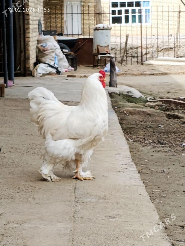 Brama ak horoz - Мары - img 1