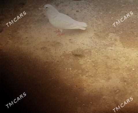 kepderi - 30 mkr - img 1