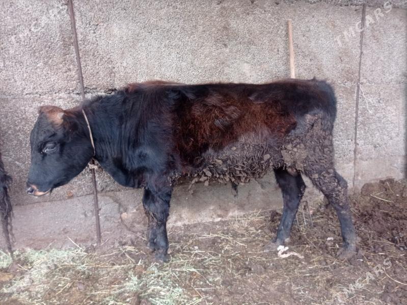 öküz - Гуртли - img 1